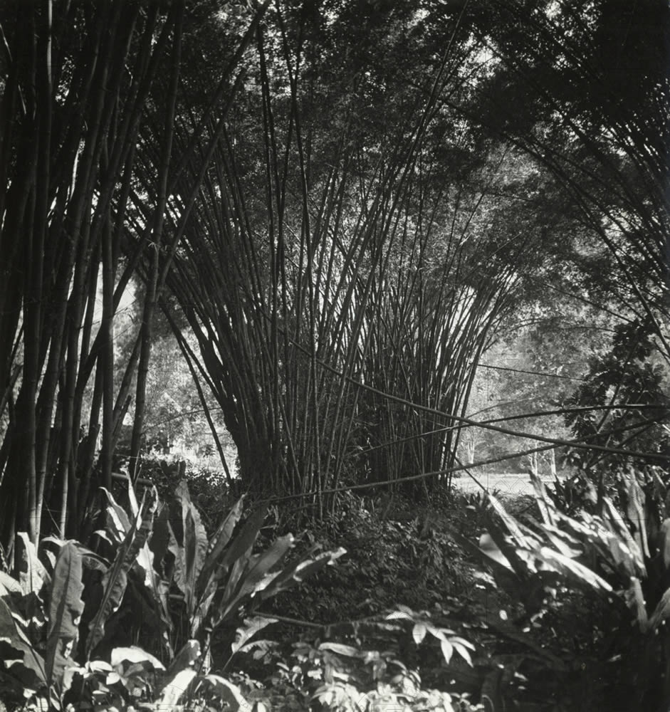 Isola di Trinidad, maggio 1938
